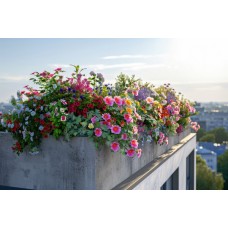 Zelená oáza: Nejlepší nápady na rostliny pro váš balkon